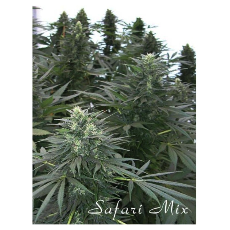 SAFARI MIX · cannabis samen · Reg