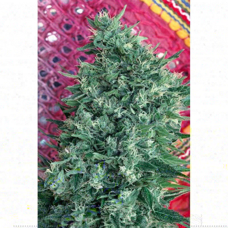 SATORI · Mandala Seeds · graines de cannabis · Reg