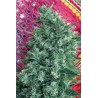 SATORI · Mandala Seeds · graines de cannabis · Reg