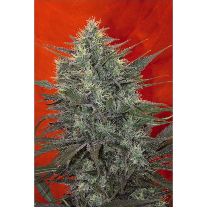 SATORI · Mandala Seeds · sementes de maconha · Fem