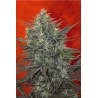 SATORI · Mandala Seeds · graines de cannabis · Fem