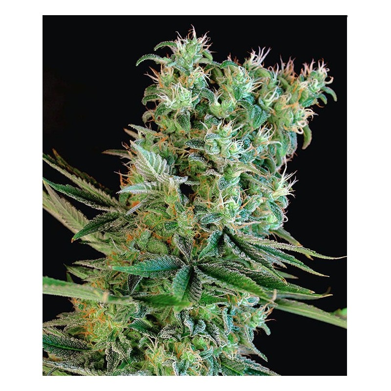 AMNESIA BILBO · Genehtik · kaufen cannabis samen · Fem