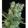AMNESIA BILBO · Genehtik · kaufen cannabis samen · Fem