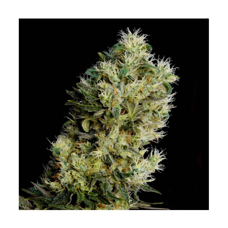 AMNESIA BILBO AUTO · Genehtik · cannabis samen · Auto Fem