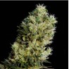 AMNESIA BILBO AUTO · Genehtik · cannabis samen · Auto Fem