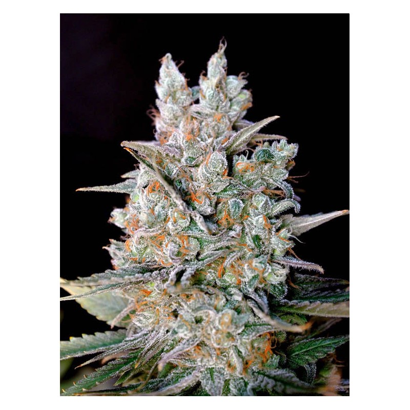 AUTO KRITIKAL BILBO · Genehtik · graines de cannabis · Auto Fem