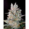 AUTO KRITIKAL BILBO · Genehtik · graines de cannabis · Auto Fem