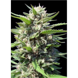 AUTO NORTHERN LIGHTS ·...