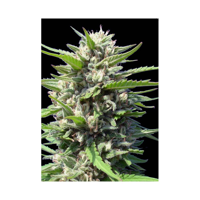 AUTO NORTHERN LIGHTS · Genehtik · kaufen cannabis samen · Auto Fem