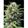 AUTO NORTHERN LIGHTS · Genehtik · sementes de maconha · Auto Fem