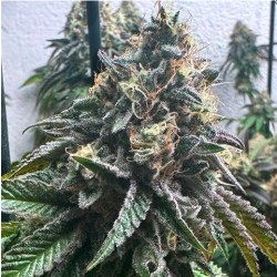 AUTO STRAWBILBO BANANA ·...