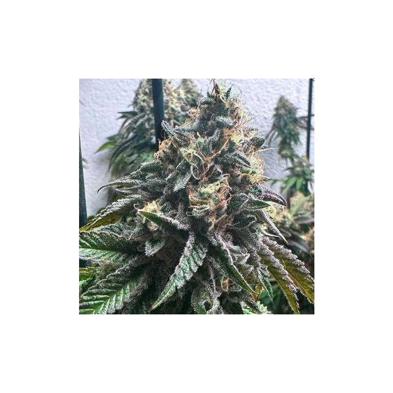 AUTO STRAWBILBO BANANA · Genehtik · graines de cannabis · Auto Fem