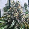 AUTO STRAWBILBO BANANA · Genehtik · cannabis seeds · Auto Fem