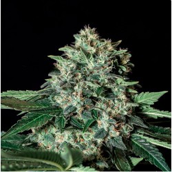 GORILA BILBO · Genehtik · kaufen cannabis samen · Fem