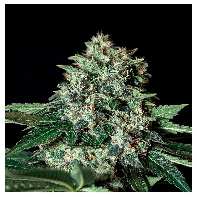 GORILA BILBO · Genehtik · kaufen cannabis samen · Fem