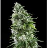 KRITIKAL BILBO x AK-47 · Genehtik · cannabis samen · Fem