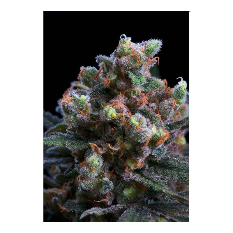 KRITIKAL BILBO · Genehtik · semillas de marihuana · Femi