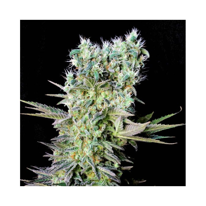 NORTHERN LIGHTS X · Genehtik · graines de cannabis · Fem