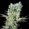 NORTHERN LIGHTS X · Genehtik · cannabis seeds · Fem