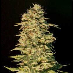 OG LEMON BILBO · Genehtik ·...