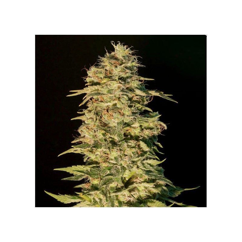 OG LEMON BILBO · Genehtik · sementes de maconha · Fem
