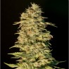 OG LEMON BILBO · Genehtik · cannabis samen · Fem