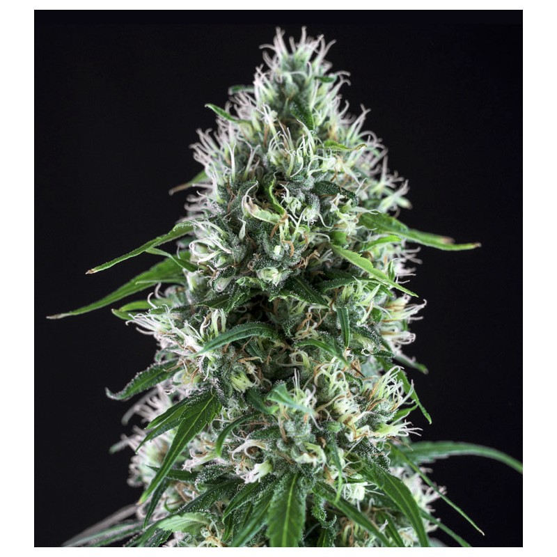 SUPER SILVER BILBO · Genehtik · sementes de maconha · Fem