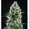 SUPER SILVER BILBO · Genehtik · sementes de maconha · Fem