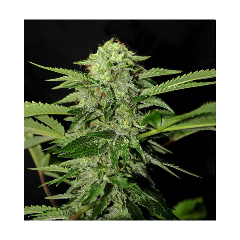 TXEES BILBO · Genehtik · sementes de maconha · Fem