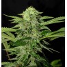 TXEES BILBO · Genehtik · kaufen cannabis samen · Fem