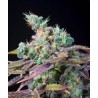 TXOMANGO · Genehtik · cannabis samen · Fem