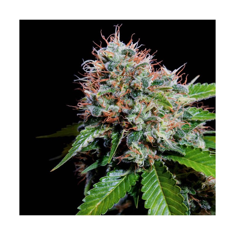 ZURI WIDOW · Genehtik · sementes de maconha · Fem