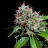 ZURI WIDOW · Genehtik · graines de cannabis · Fem