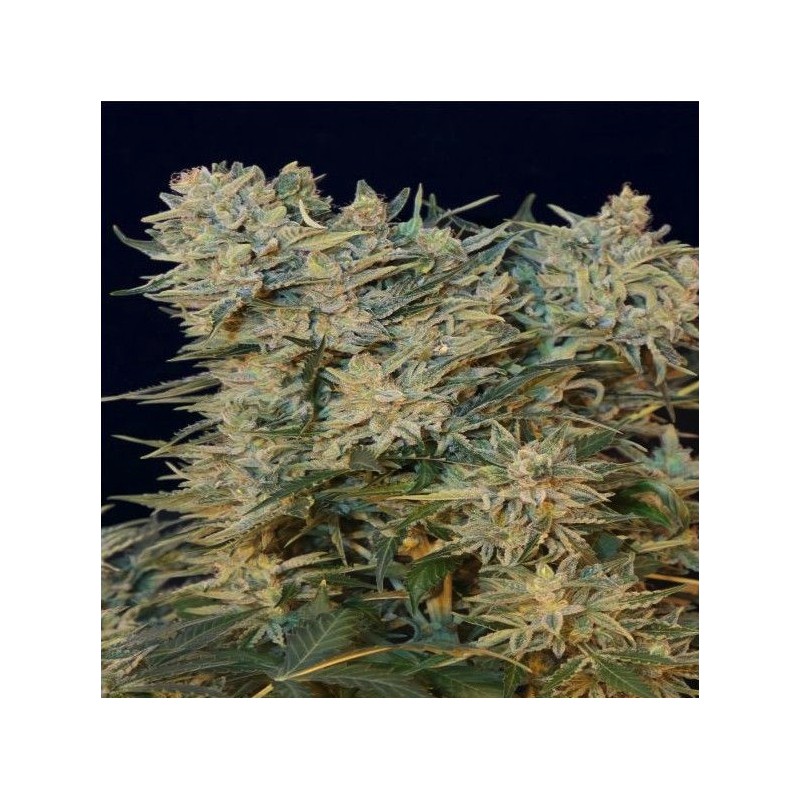 SUGAR GOM · Grass O Matic Seeds · seeds samen · Auto Fem