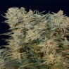 SUGAR GOM · Grass O Matic Seeds · sementes de maconha · Auto Fem