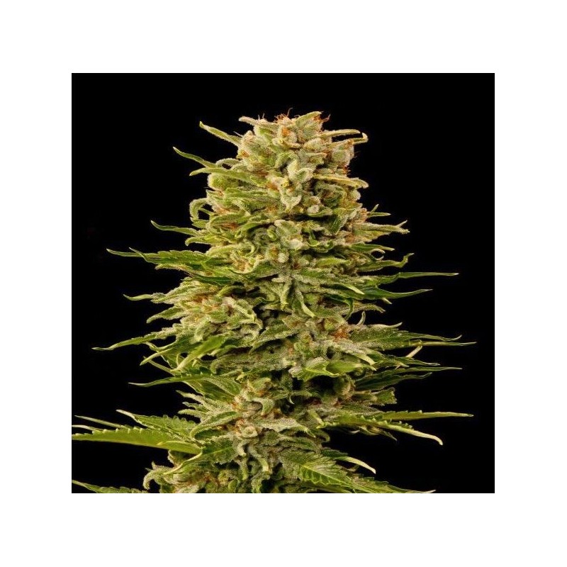 AUTO AK-47 · Grass O Matic Seeds · graines de cannabis · Auto Fem
