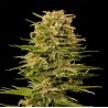 AUTO AK-47 · Grass O Matic Seeds · graines de cannabis · Auto Fem