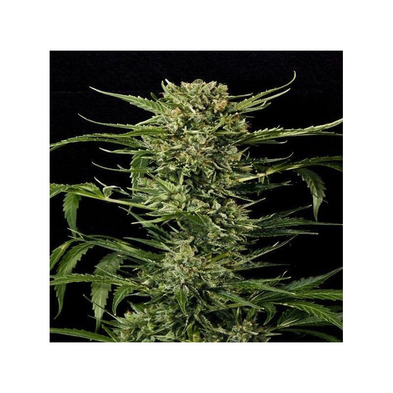 AUTO MASS · Grass O Matic Seeds · graines de cannabis · Auto Fem