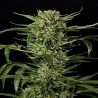 AUTO MASS · Grass O Matic Seeds · graines de cannabis · Auto Fem