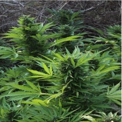 MAXI GOM AUTOMATIC · Grass O Matic Seeds · cannabis samen · Auto Fem