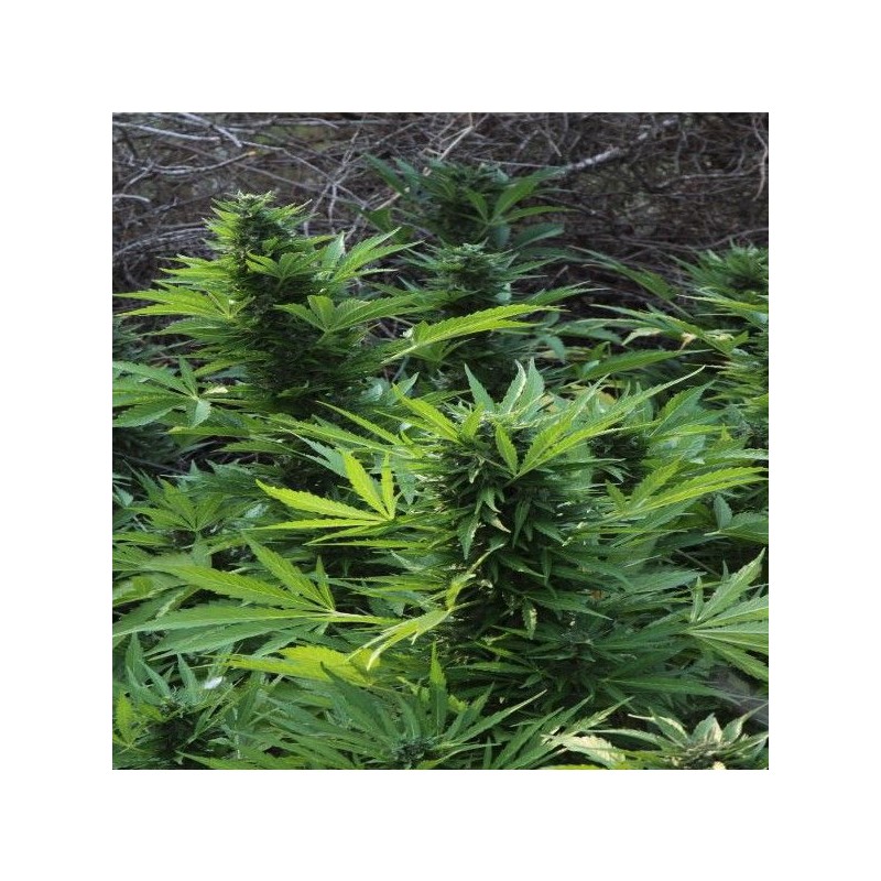 MAXI GOM AUTOMATIC · Grass O Matic Seeds · cannabis samen · Auto Fem