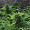 MAXI GOM AUTOMATIC · Grass O Matic Seeds · cannabis samen · Auto Fem