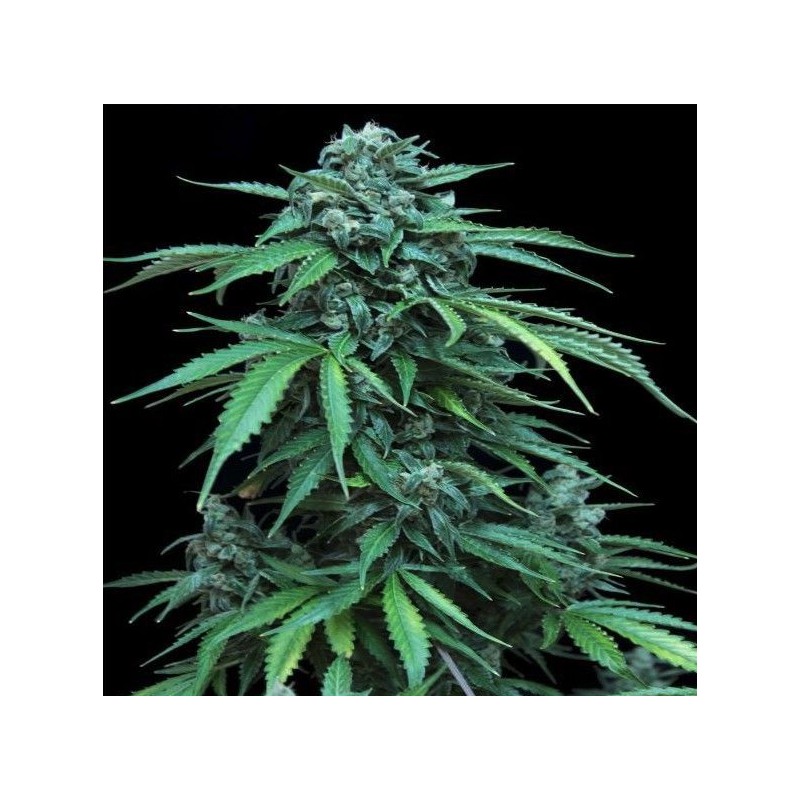 MAXI HAZE · Grass O Matic Seeds · graines de cannabis · Auto Fem