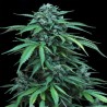 MAXI HAZE · Grass O Matic Seeds · graines de cannabis · Auto Fem