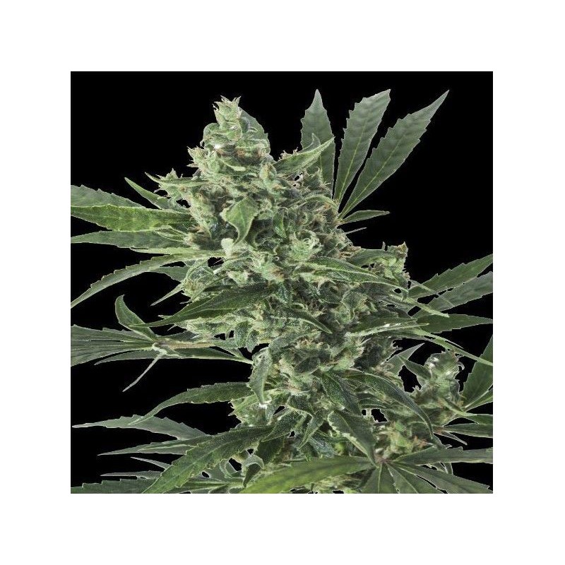 MED GOM 1.0 AUTO · Grass O Matic Seeds · sementes de maconha · Auto Fem