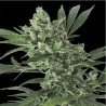 MED GOM 1.0 AUTO · Grass O Matic Seeds · sementes de maconha · Auto Fem