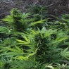 MIX GOM · Grass O Matic Seeds · cannabis seeds · Auto Fem