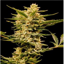 AUTO HAZE GOM · Grass O...