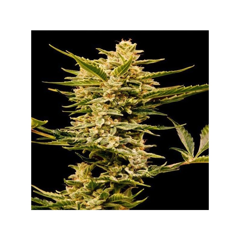 AUTO HAZE GOM · Grass O Matic Seeds · graines de cannabis · Auto Fem