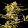 AUTO HAZE GOM · Grass O Matic Seeds · graines de cannabis · Auto Fem
